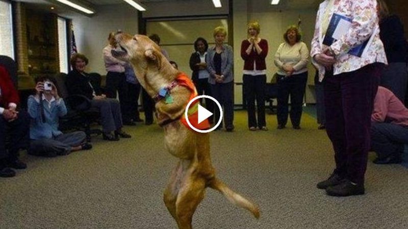 Due to his birth with only two legs, his owner abandoned this malformed dog, but now he is teaching the world a lesson.