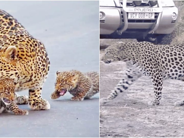 A Lesson in Wilderness: Leopard Mother Guides Adorable Cubs Across Kruger National Park Road