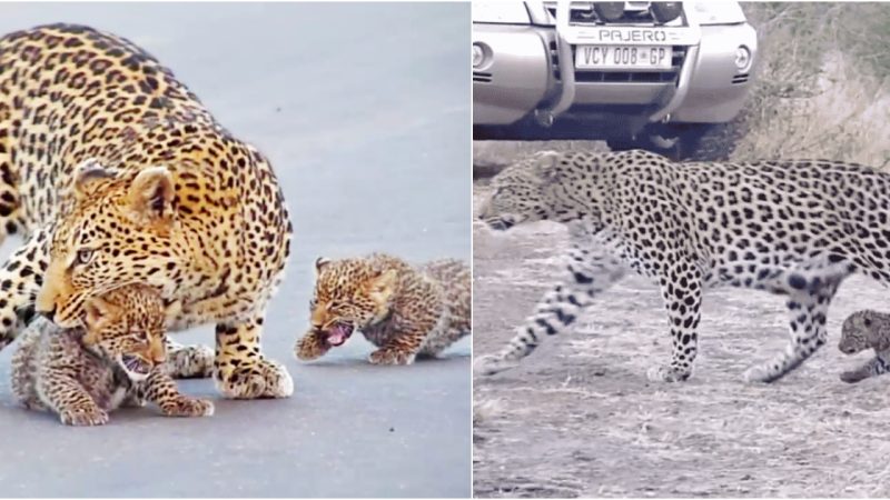 A Lesson in Wilderness: Leopard Mother Guides Adorable Cubs Across Kruger National Park Road