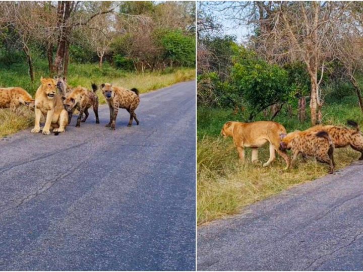 Survival Symphony: Lioness Faces Four-Hyena Ambush in Kruger National Park