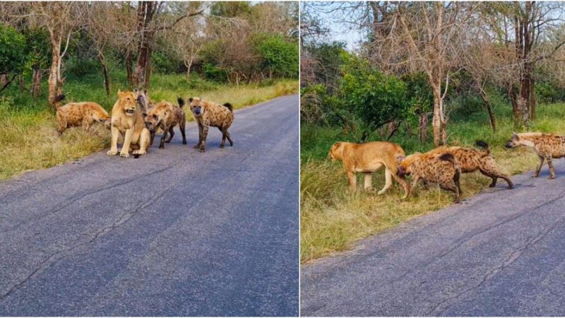 Survival Symphony: Lioness Faces Four-Hyena Ambush in Kruger National Park