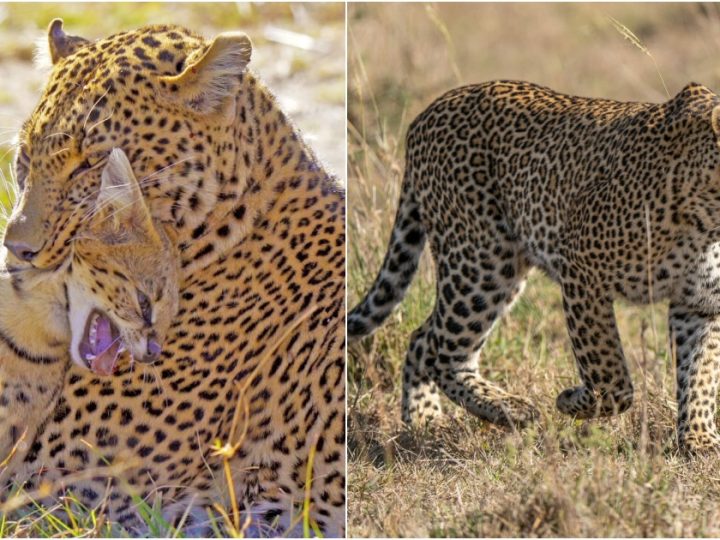 Nature’s Brutal Ballet: Leopard’s Ruthless Hunt for Serval Stuns Masai Mara Safari-Goers (Video)