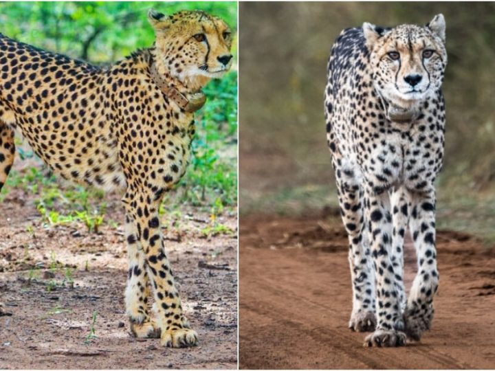 Legacy of Courage: Rain, the Supermom Cheetah, Leaves a Lasting Imprint in Pilanesberg Game Reserve (Video)