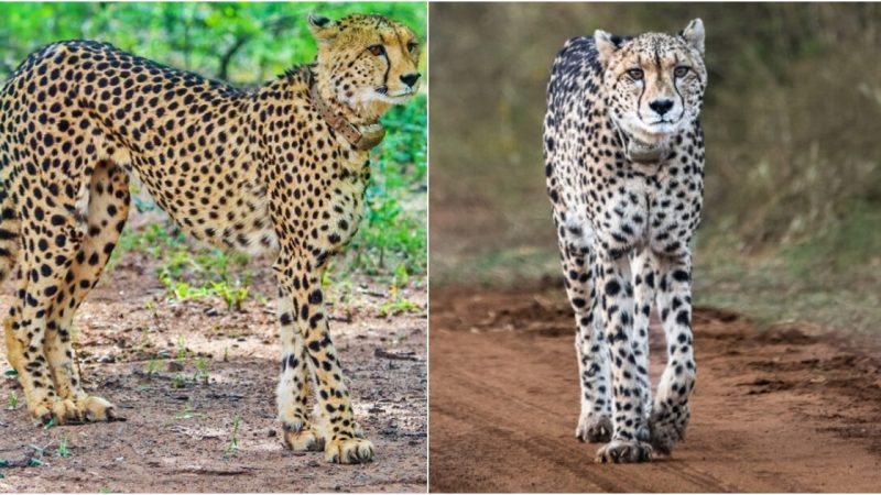 Legacy of Courage: Rain, the Supermom Cheetah, Leaves a Lasting Imprint in Pilanesberg Game Reserve (Video)
