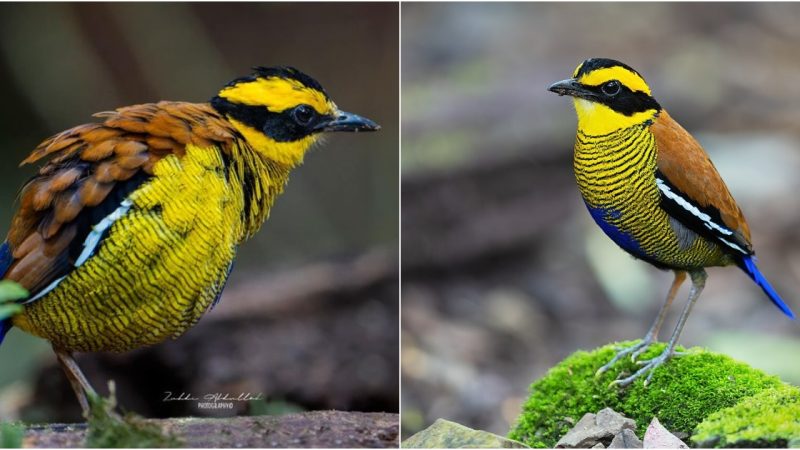 The Dazzling Colors of the Bornean Banded Pitta (Male) in Trusmadi, Sabah