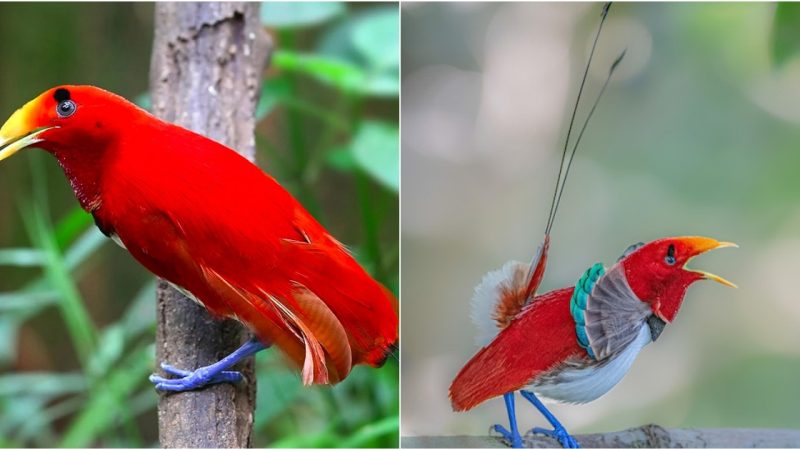 Explore the Splendor and Lifestyle of the King Bird-of-Paradise