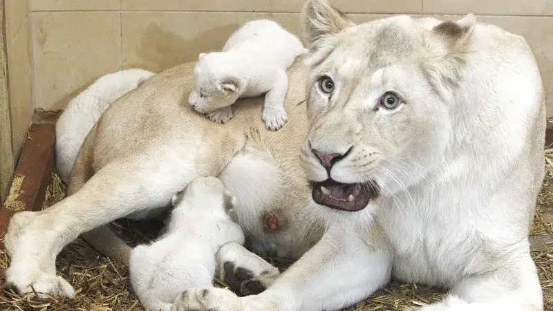 Rare White Lion Triplets Born in Poland