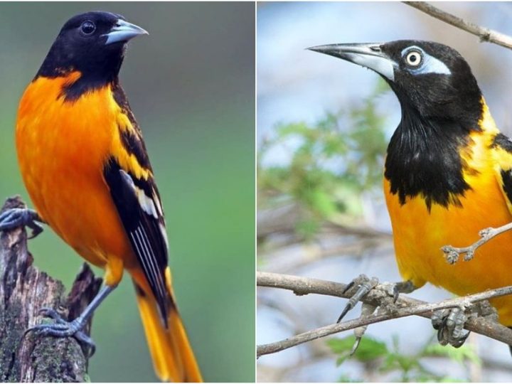 Captivated by the Majestic Venezuelan Troupial: A Symphony of Color and Grace