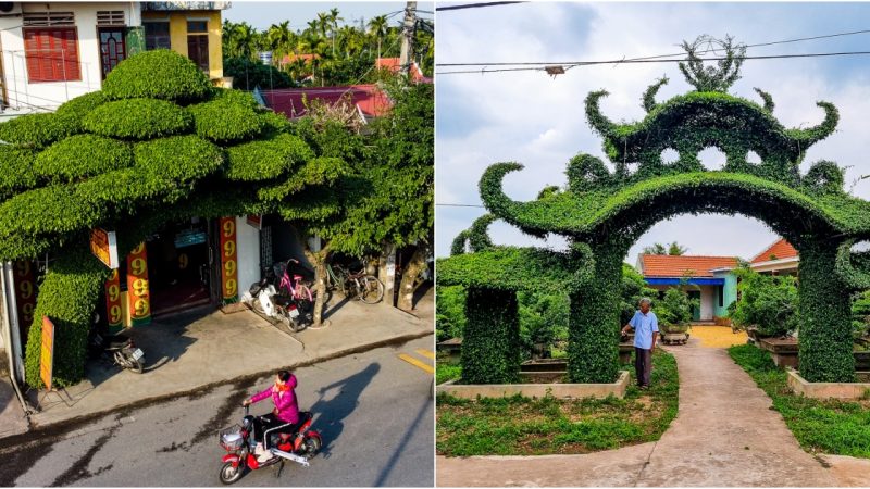 The Enchanting Beauty of the ‘Ancient’ and ‘Fairy Stream’ Shaped Bonsai Trees in Nam Dinh